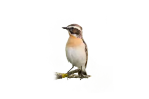 Braunkehlchen Männchen - Vögel in Europa