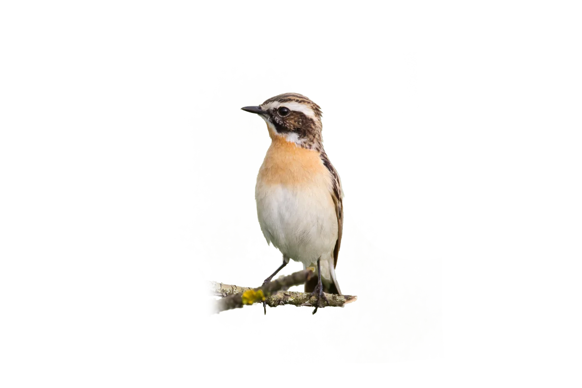 Braunkehlchen Männchen - Vögel in Europa 