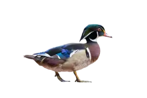 Brautente - Vögel in Europa