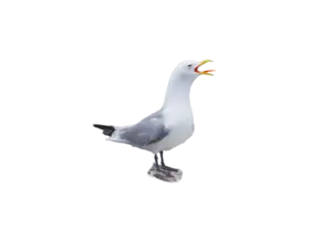 Dreizehenmöwe - Vögel in Europa