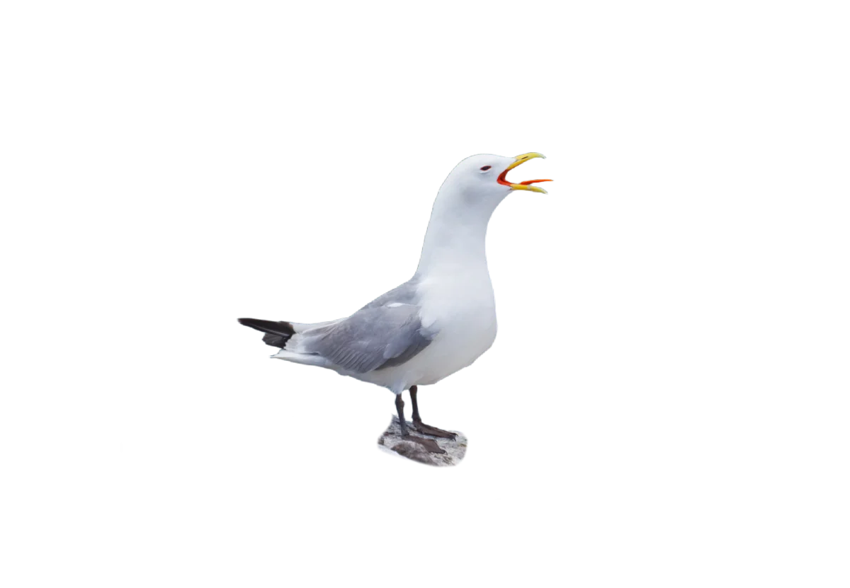 Dreizehenmöwe - Vögel in Europa