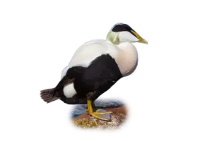 Eiderente Männchen - Vögel in Europa