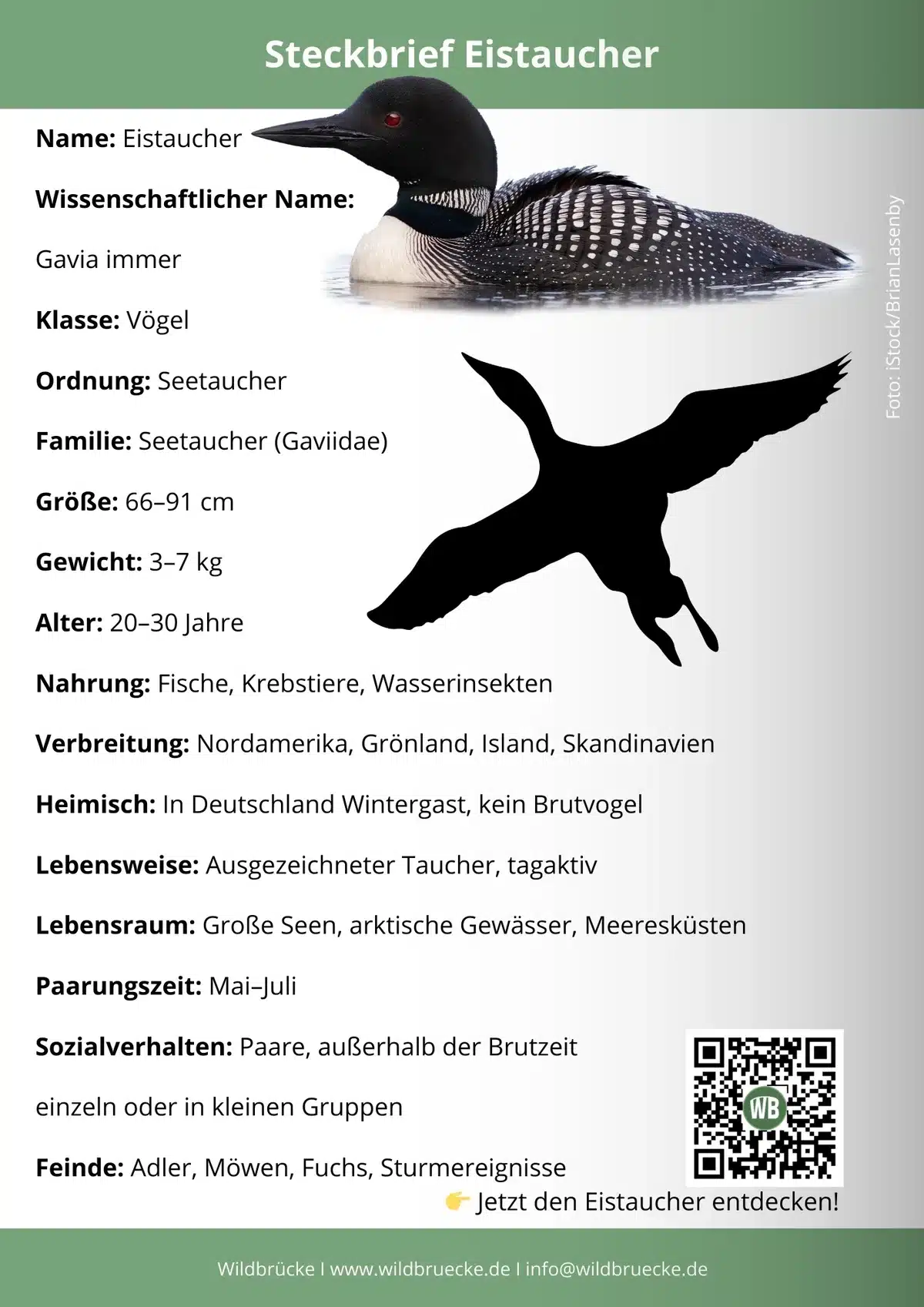 Eistaucher Steckbrief - Vögel in Europa Eistaucher Steckbrief - Vögel in Europa