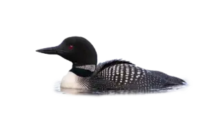 Eistaucher - Vögel in Europa