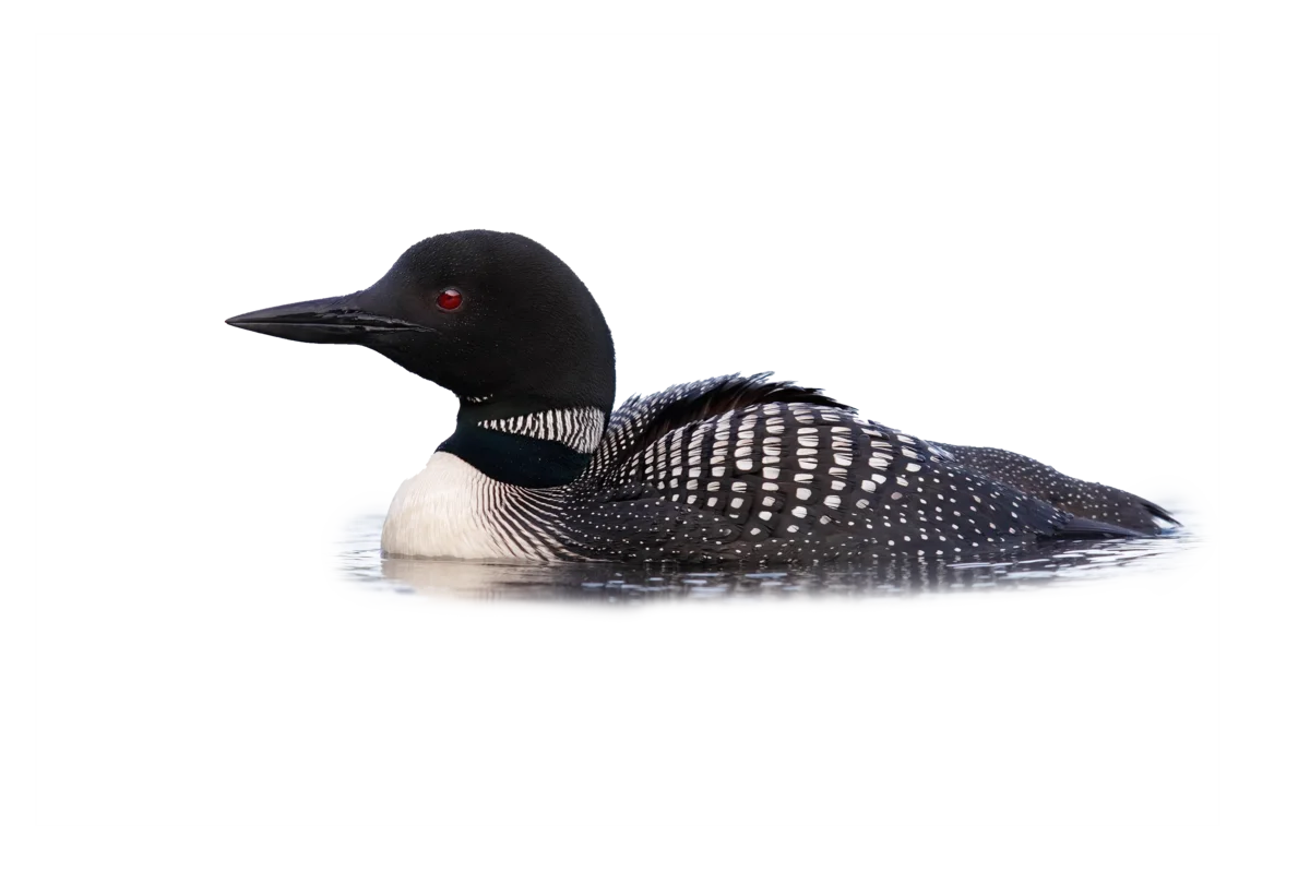 Eistaucher - Vögel in Europa