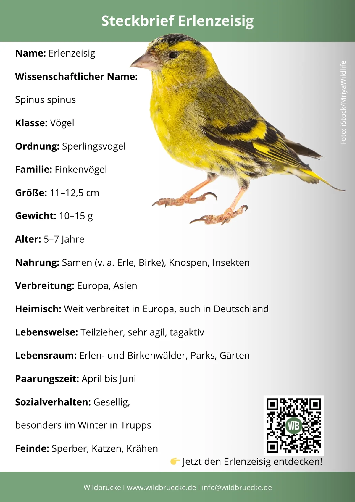 Erlenzeisig Steckbrief - Vögel in Europa Erlenzeisig Steckbrief - Vögel in Europa