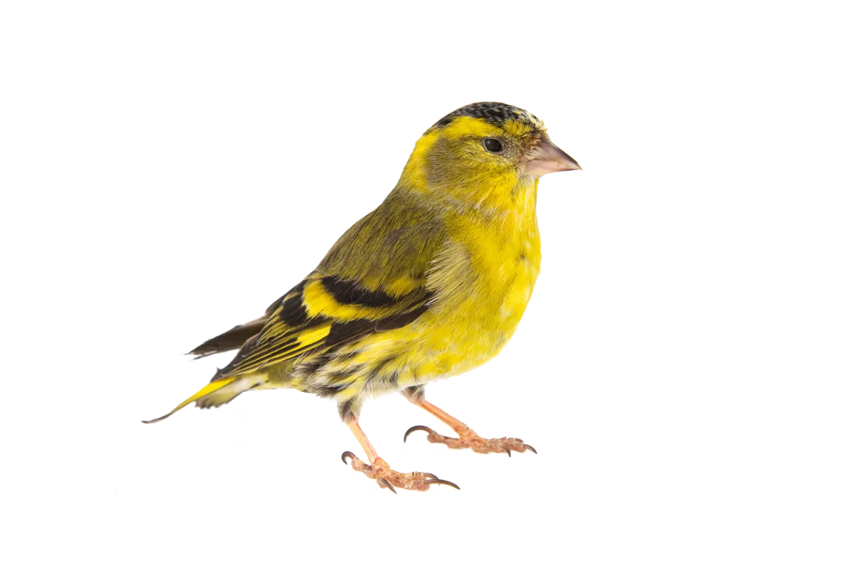 Erlenzeisig - Vögel in Europa