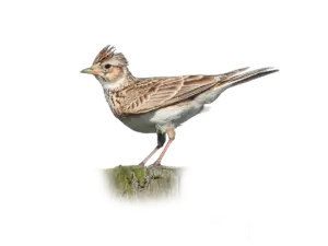 Feldlerche - Vögel in Europa