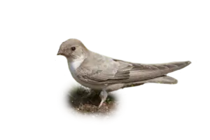 Felsenschwalbe - Vögel in Europa