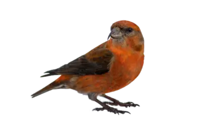 Fichtenkreuzschnabel