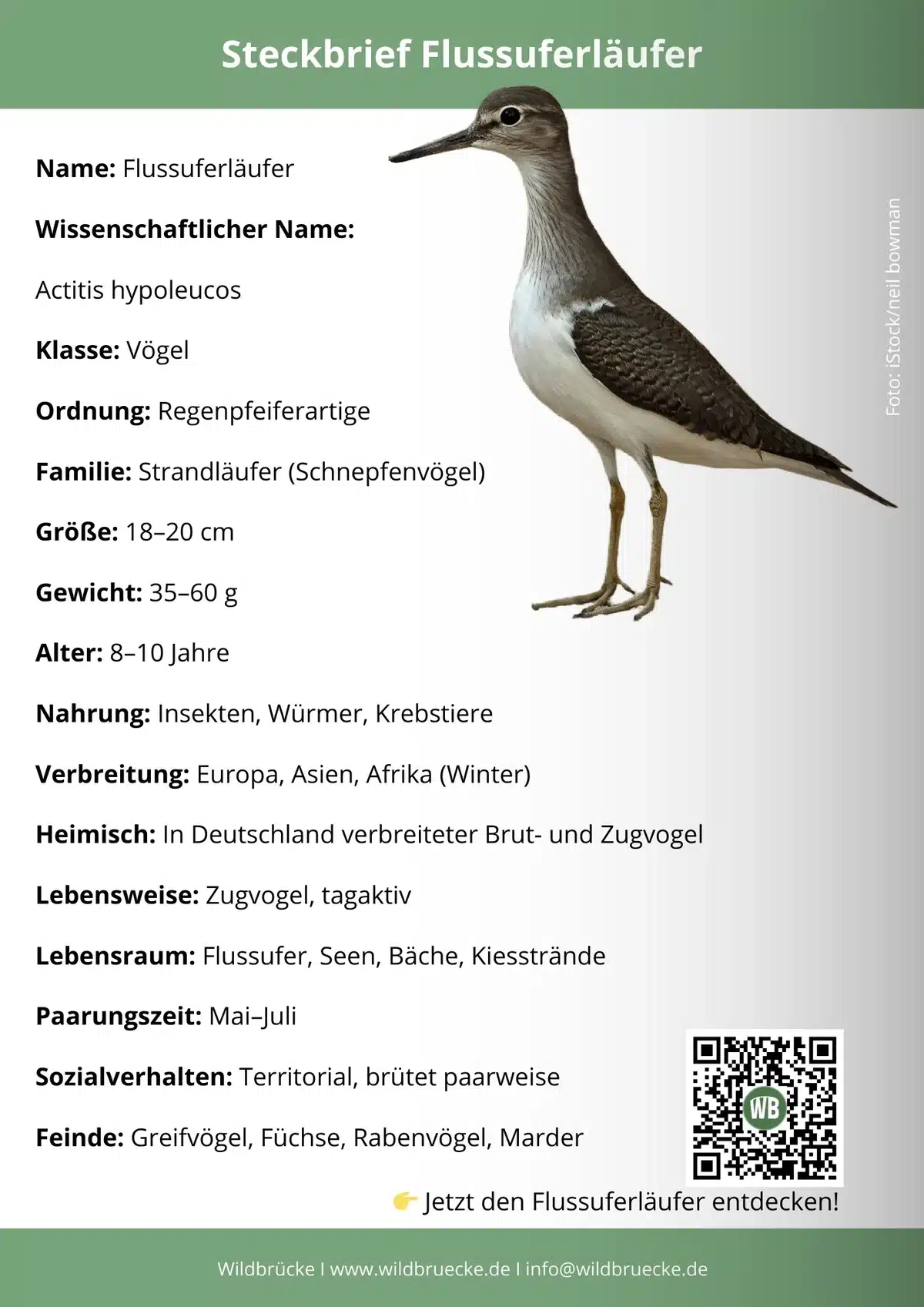 Flussuferläufer Steckbrief - Vögel in Europa