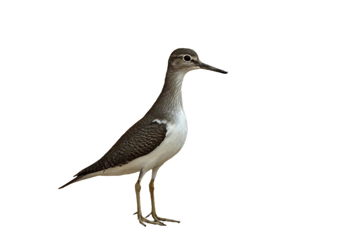 Flussuferläufer - Vögel in Europa