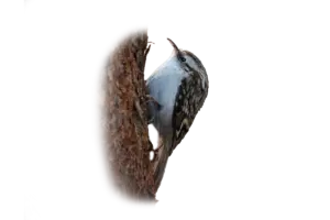 Gartenbaumläufer - Vögel in Europa