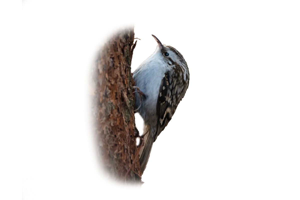 Gartenbaumläufer - Vögel in Europa