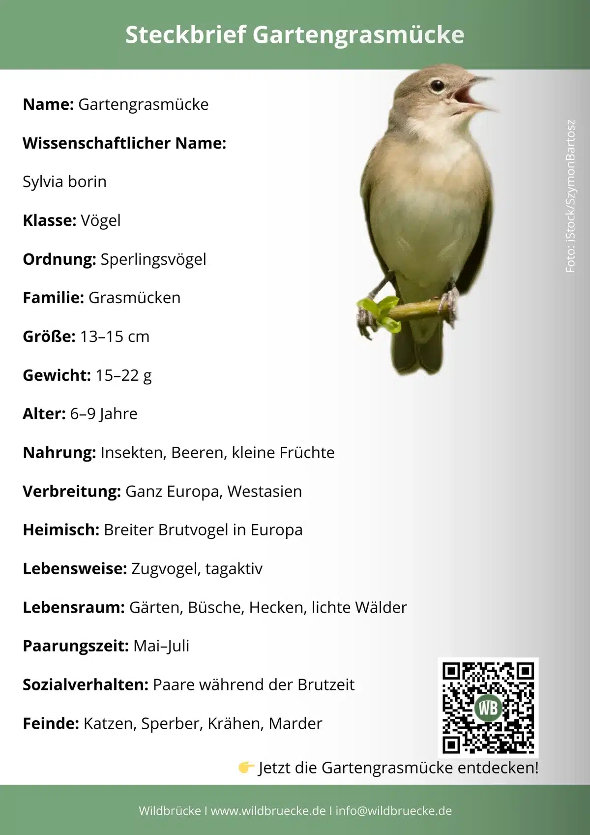 Gartengrasmücke Steckbrief - Vögel in Europa Gartengrasmücke Steckbrief - Vögel in Europa