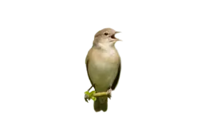 Gartengrasmücke - Vögel in Europa