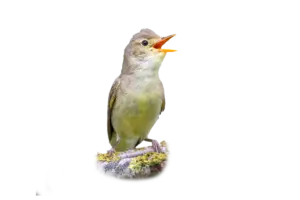 Gelbspötter - Vögel in Europa