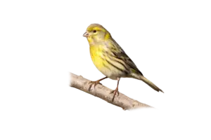 Girlitz - Vögel in Europa