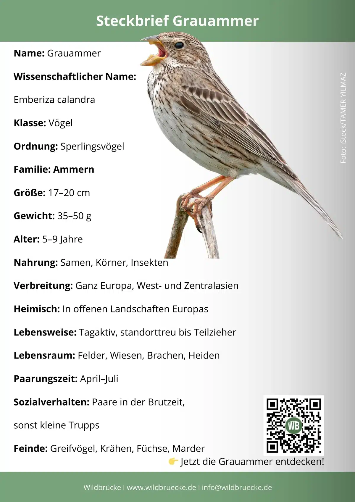 Grauammer Steckbrief - Vögel in Europa