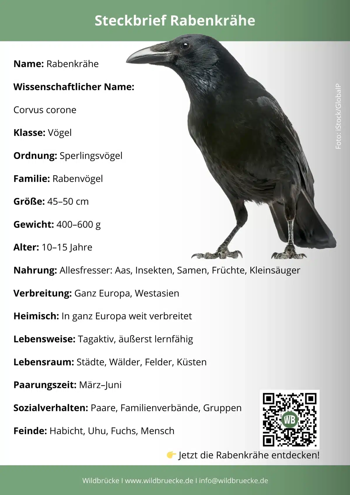 Rabenkrähe Steckbrief - Vögel in Europa