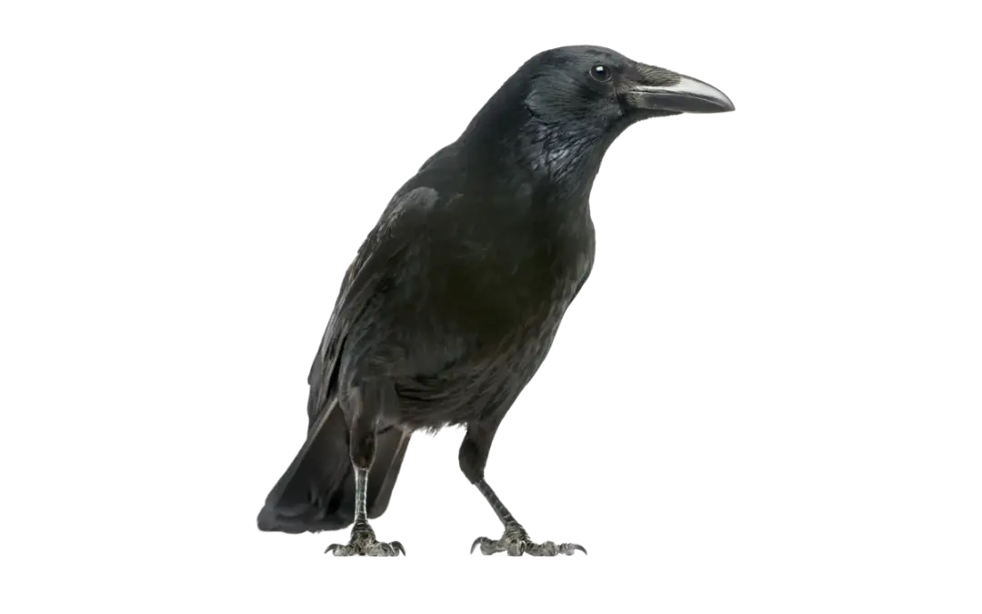 Rabenkrähe