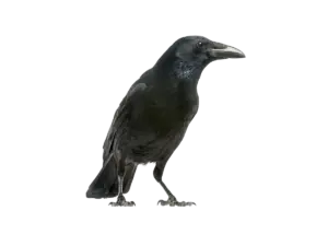 Rabenkrähe - Vögel in Europa