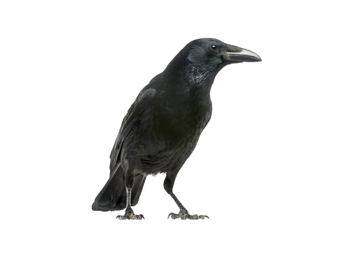 Rabenkrähe - Vögel in Europa