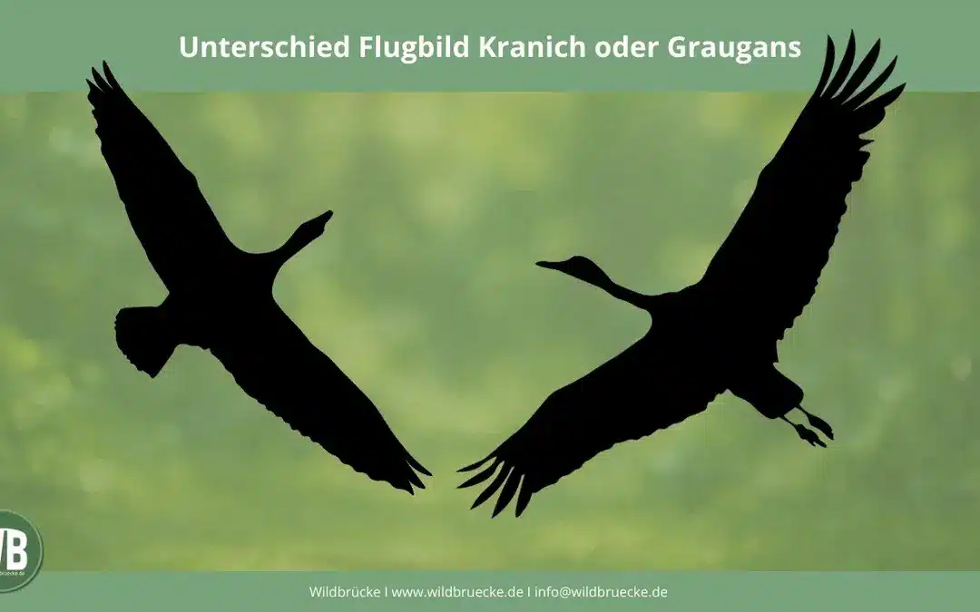 Kranich oder Graugans – Flugbild erkennen