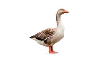 Graugans - Vögel in Europa