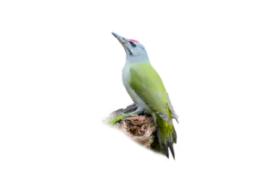 Grauspecht - Vögel in Europa