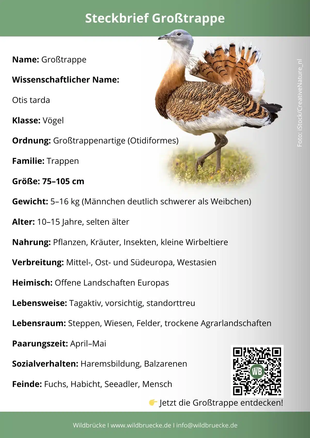 Großtrappe Steckbrief - Vögel in Europa Großtrappe Steckbrief - Vögel in Europa