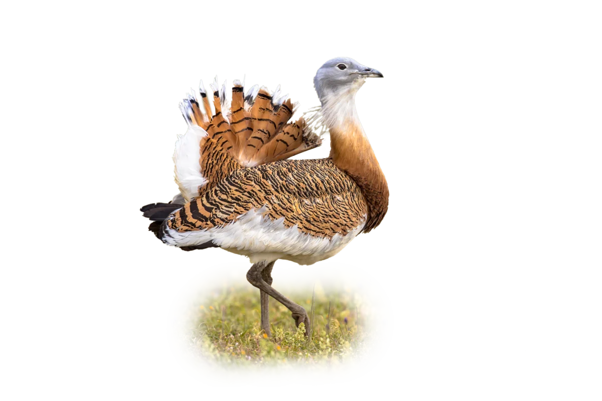 Großtrappe - Vögel in Europa