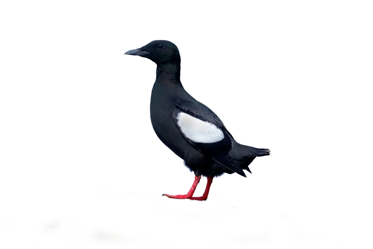 Gryllteiste - Vögel in Europa