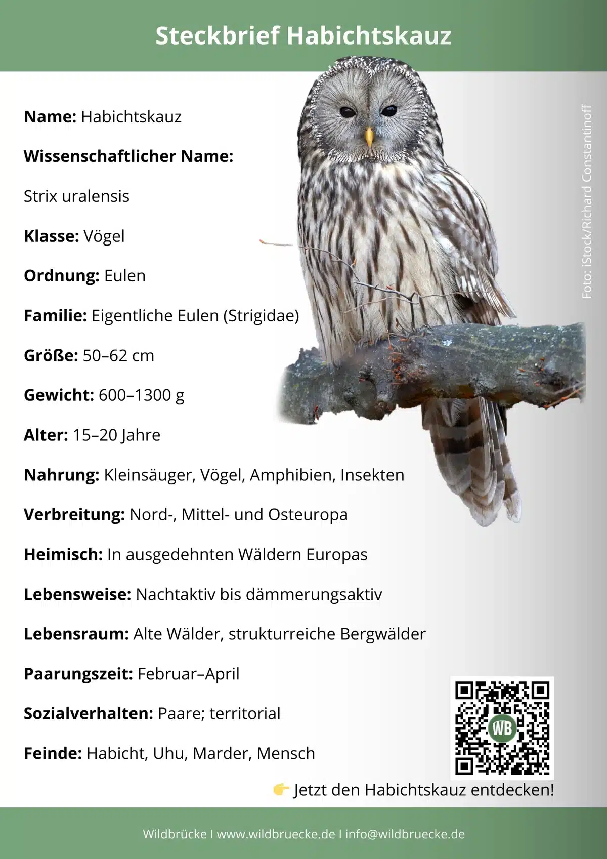 Habichtskauz Steckbrief -Vögel in Europa Habichtskauz Steckbrief -Vögel in Europa