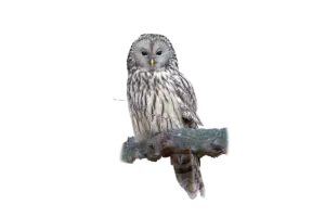 Habichtskauz - Vögel in Europa