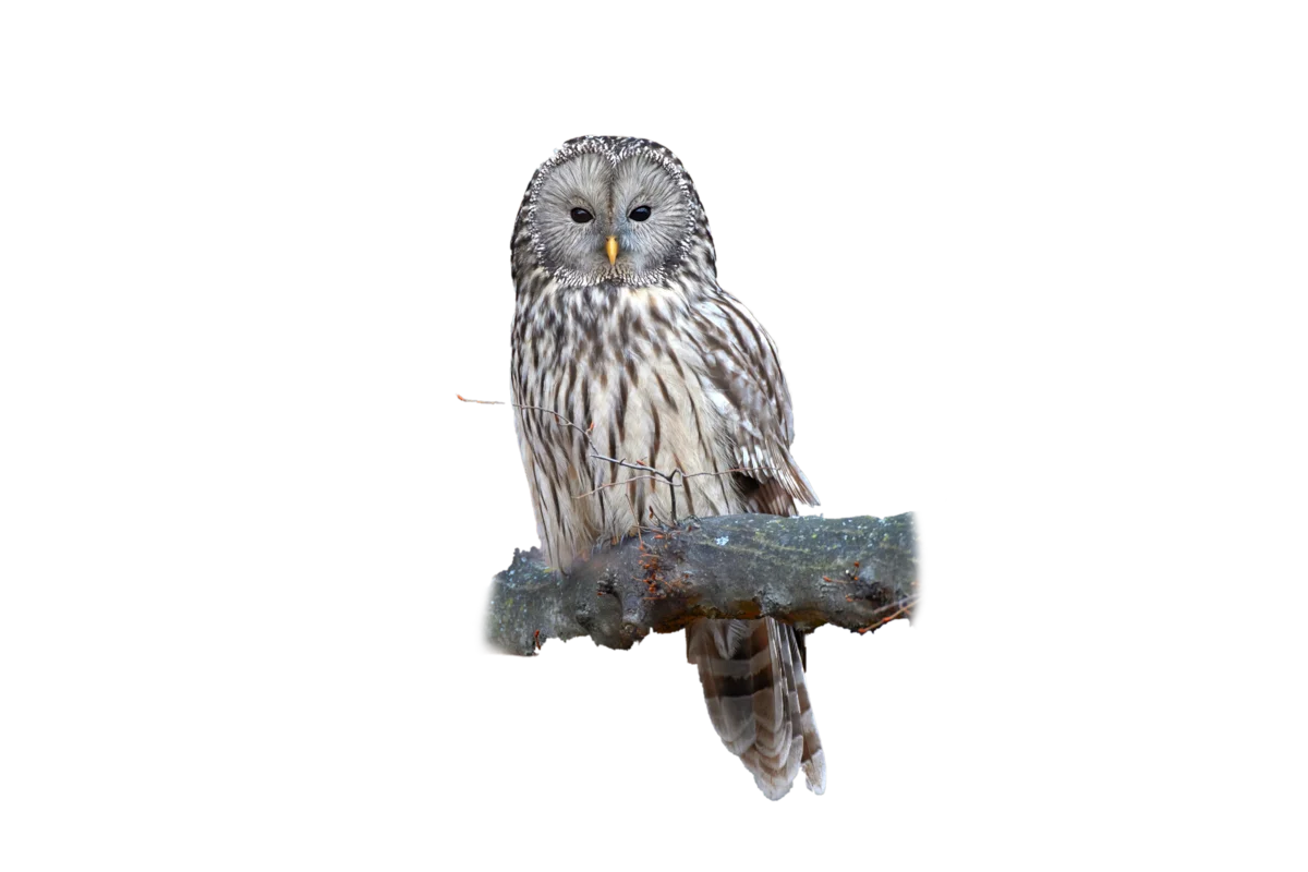 Habichtskauz - Vögel in Europa