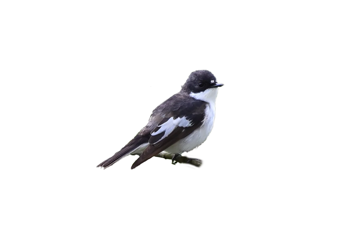 Halsbandschnäpper - Vögel in Europa