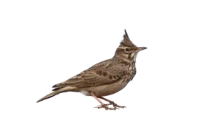 Haubenlerche - Vögel in Europa