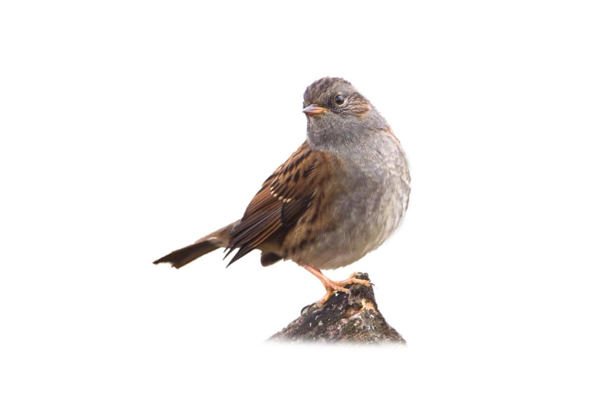 Heckenbraunelle - Vögel in Europa