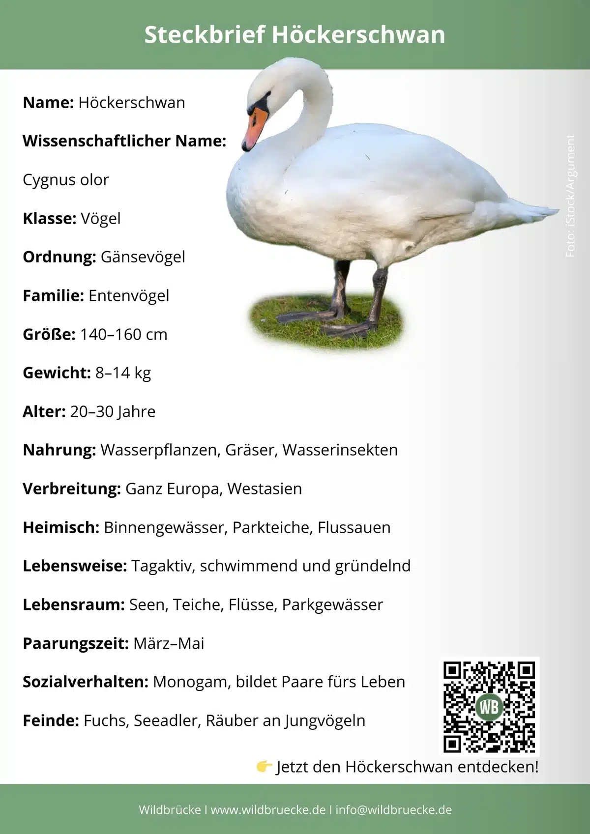 Höckerschwan Steckbrief - Vögel in Europa Höckerschwan Steckbrief - Vögel in Europa