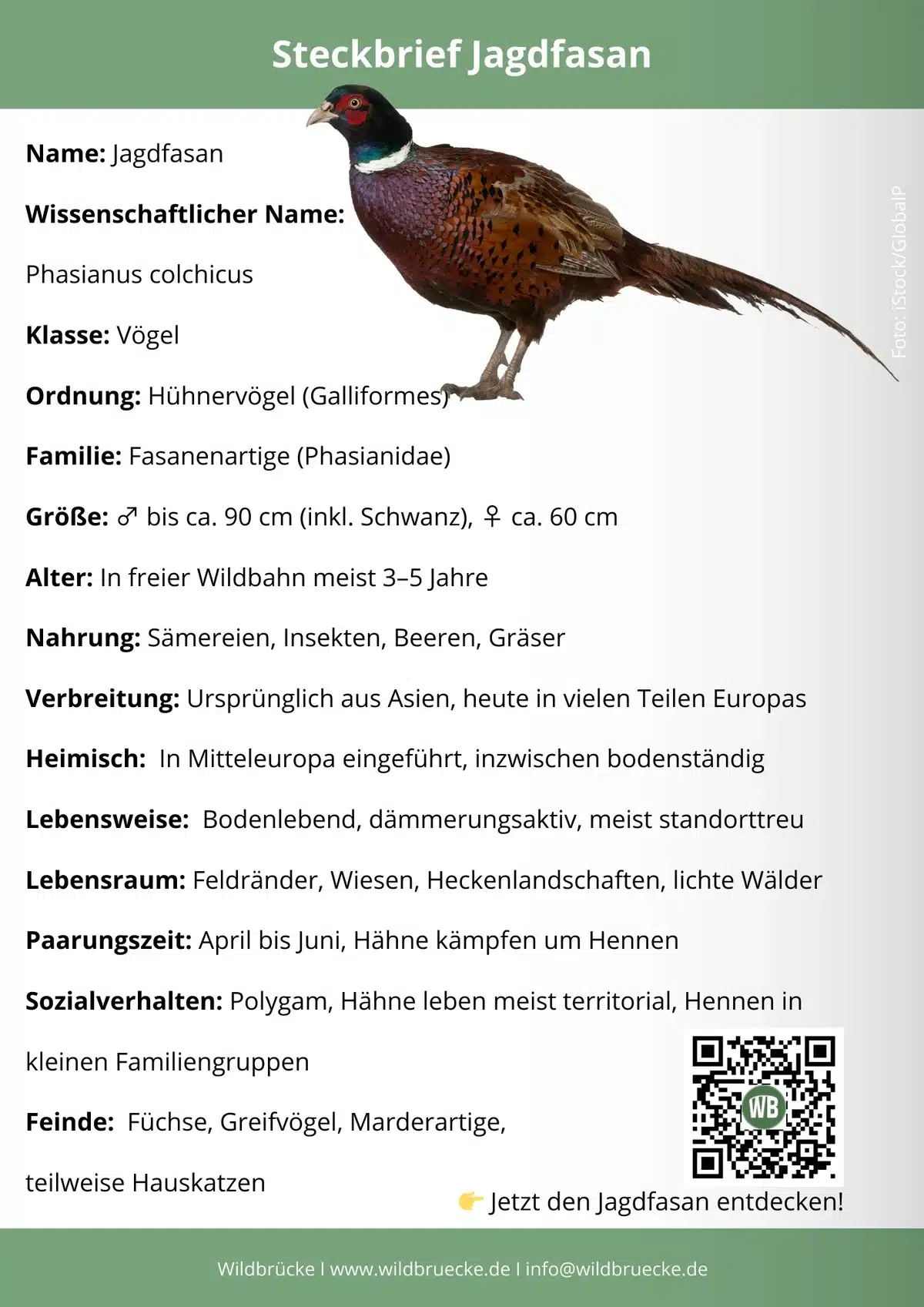 Jagdfasan Steckbrief - Vögel in Europa Jagdfasan Steckbrief - Vögel in Europa