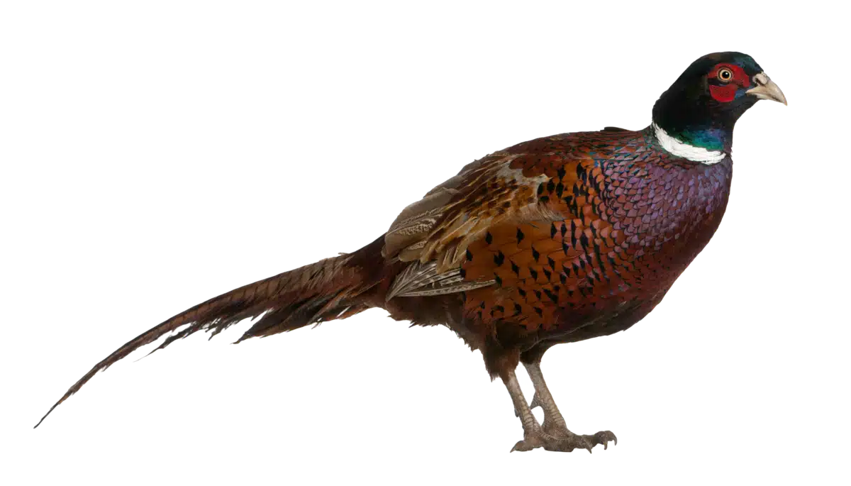 Jagdfasan - Vögel in Europa