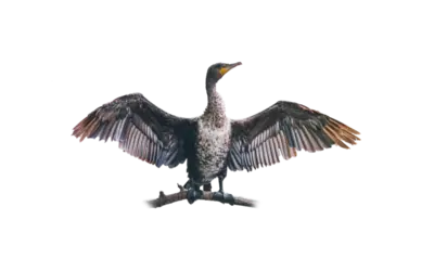 Kormoran