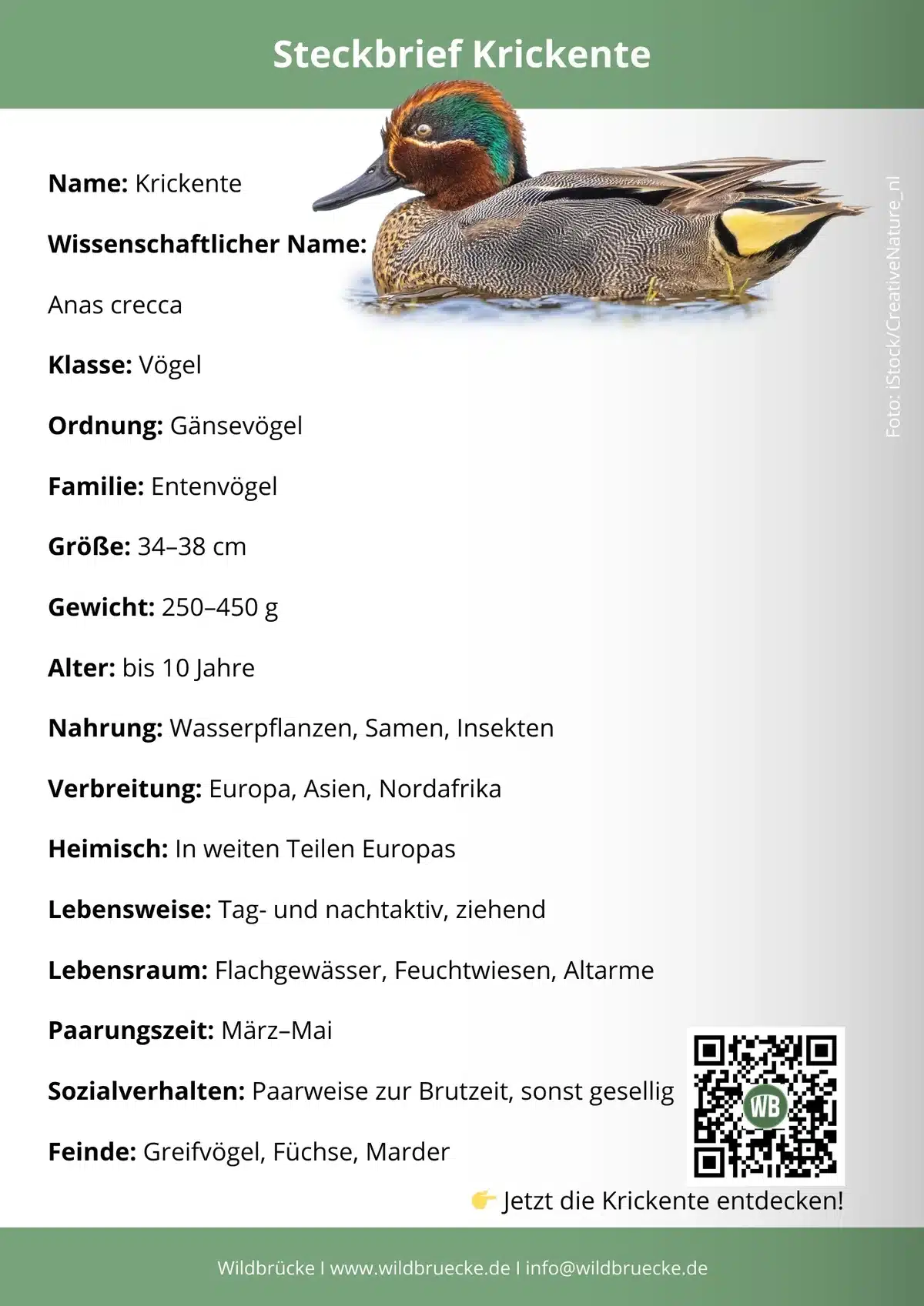 Krickente Steckbrief - Vögel in Europa Krickente Steckbrief - Vögel in Europa