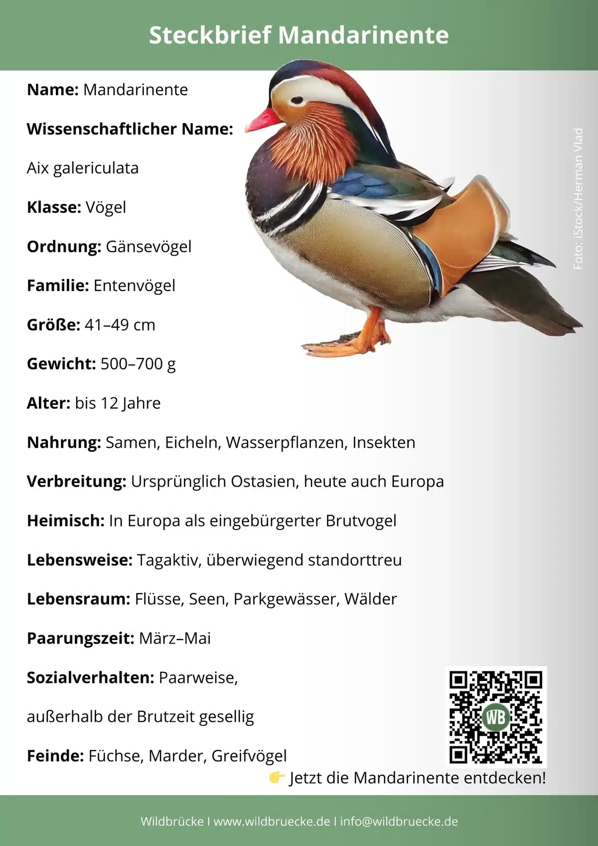 Mandarinente Steckbrief - Vögel in Europa Mandarinente Steckbrief - Vögel in Europa